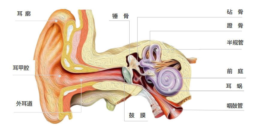 耳朵结构图与助听器:深度解析助听原理